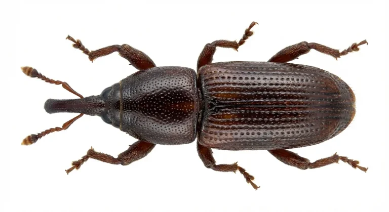 Nahaufnahme eines Kornkäfer (Sitophilus granarius) – Detailansicht zur Schädlingserkennung