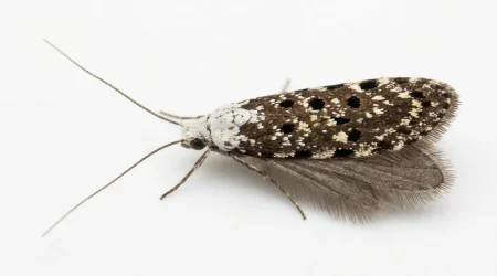 Nahaufnahme eines Kornmotte (Nemapogon granellus) – Detailansicht zur Schädlingserkennung