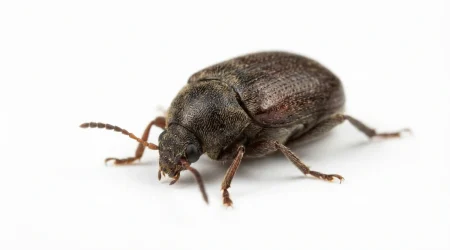 Nahaufnahme eines Bruchus ervi (Bruchus ervi) – Detailansicht zur Schädlingserkennung