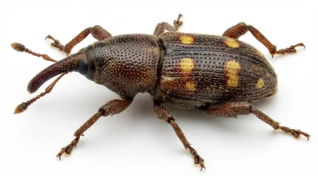 Nahaufnahme eines Maiskäfer (Sitophilus zeamais) – Detailansicht zur Schädlingserkennung