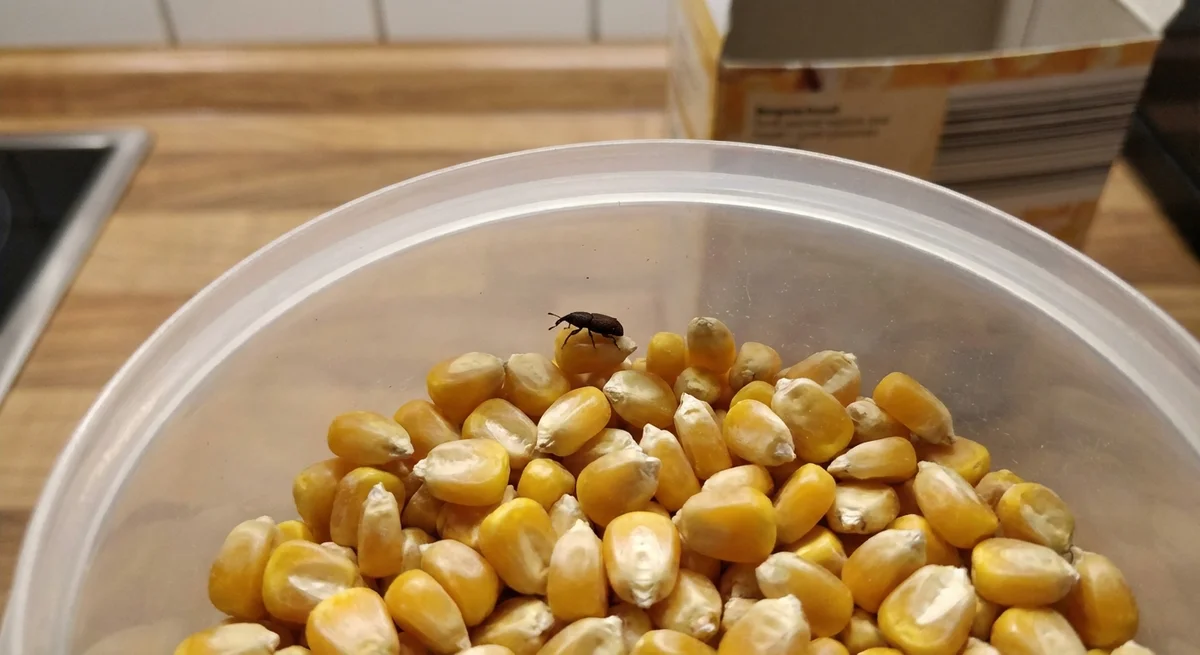 Maiskäfer (Sitophilus zeamais) in typischer Umgebung – Befall erkennen und bekämpfen