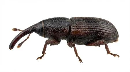 Nahaufnahme eines Maisrüssler (Sitophilus zeamais) – Detailansicht zur Schädlingserkennung