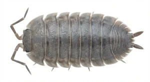 Nahaufnahme eines Mauerassel (Oniscus asellus) – Detailansicht zur Schädlingserkennung