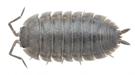 Nahaufnahme eines Mauerassel (Oniscus asellus) – Detailansicht zur Schädlingserkennung