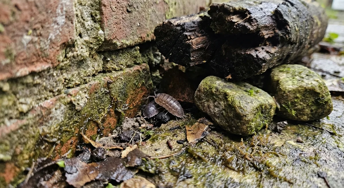 Mauerassel (Oniscus asellus) in typischer Umgebung – Befall erkennen und bekämpfen