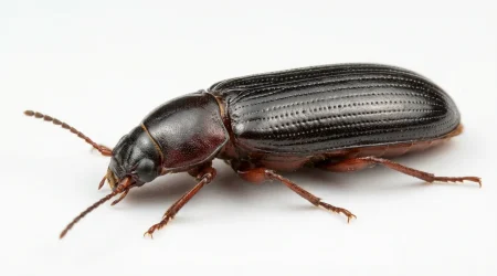 Nahaufnahme eines Mehlkäfer (Tenebrio molitor) – Detailansicht zur Schädlingserkennung