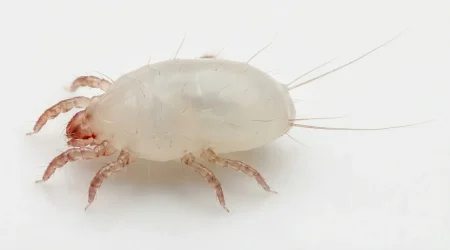 Nahaufnahme eines Mehlmilbe (Acarus siro) – Detailansicht zur Schädlingserkennung