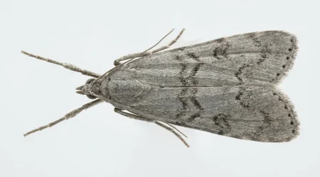 Nahaufnahme eines Mehlmotte (Ephestia kuehniella) – Detailansicht zur Schädlingserkennung