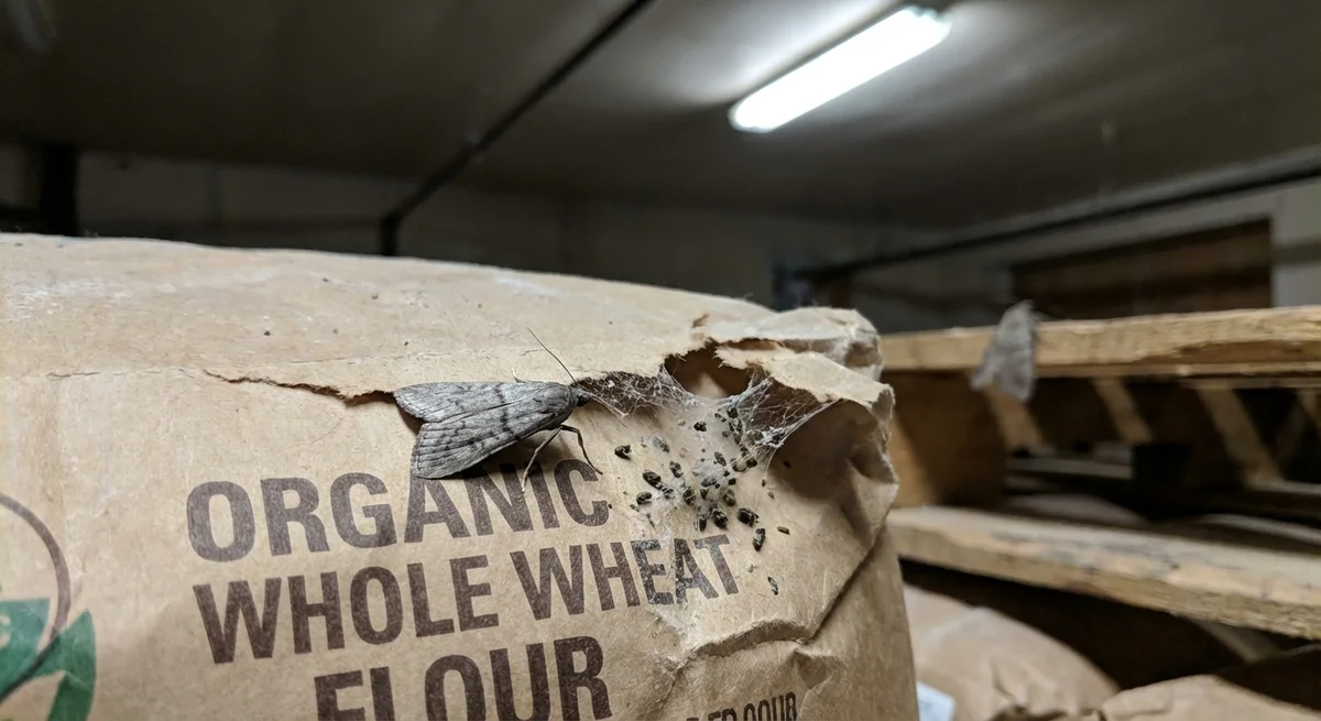 Mehlmotte (Ephestia kuehniella) in typischer Umgebung – Befall erkennen und bekämpfen