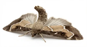 Nahaufnahme eines Mehlzünsler (Pyralis farinalis) – Detailansicht zur Schädlingserkennung