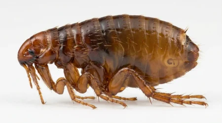 Nahaufnahme eines Menschenfloh (Pulex irritans) – Detailansicht zur Schädlingserkennung