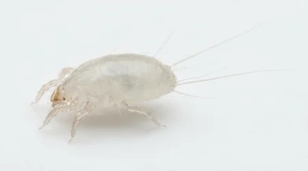 Nahaufnahme eines Modermilbe (Tyrophagus putrescentiae) – Detailansicht zur Schädlingserkennung