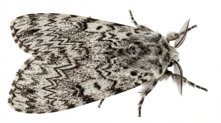 Nahaufnahme eines Nonne (Lymantria monacha) – Detailansicht zur Schädlingserkennung