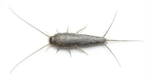 Nahaufnahme eines Papierfischchen (Ctenolepisma longicaudata) – Detailansicht zur Schädlingserkennung