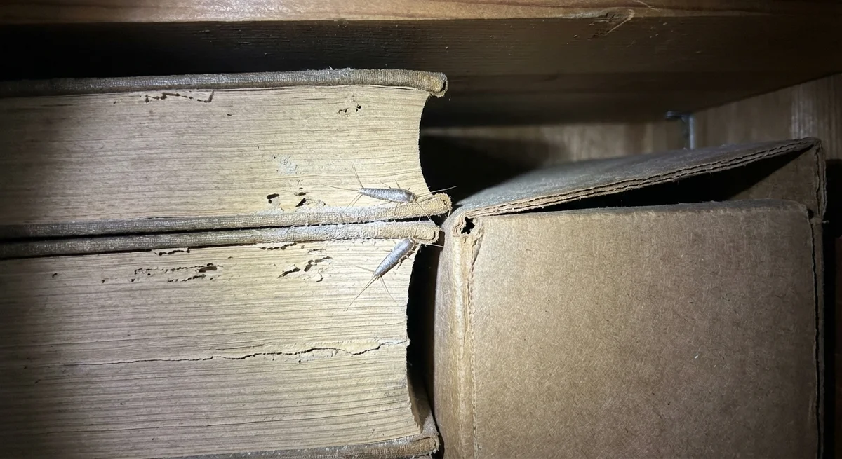 Papierfischchen (Ctenolepisma longicaudata) in typischer Umgebung – Befall erkennen und bekämpfen