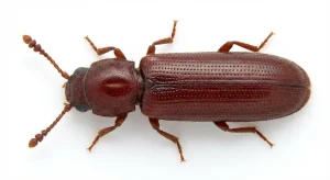Nahaufnahme eines Parkettkäfer (Lyctus linearis) – Detailansicht zur Schädlingserkennung