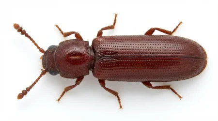 Nahaufnahme eines Parkettkäfer (Lyctus linearis) – Detailansicht zur Schädlingserkennung