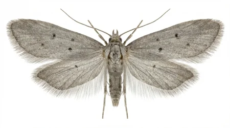 Nahaufnahme eines Pelzmotte (Tinea pellionella) – Detailansicht zur Schädlingserkennung