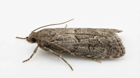 Nahaufnahme eines Mehlmotte (Ephestia kuehniella) – Detailansicht zur Schädlingserkennung