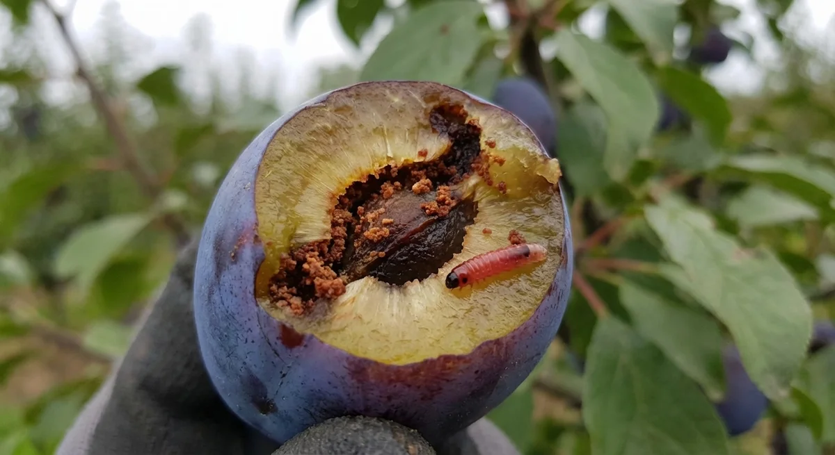 Pflaumenwickler (Cydia funebrana) in typischer Umgebung – Befall erkennen und bekämpfen