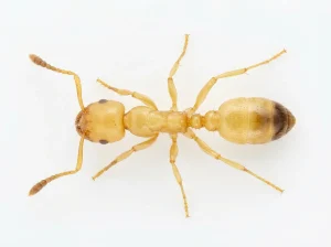 Nahaufnahme eines Pharaoameise (Monomorium pharaonis) – Detailansicht zur Schädlingserkennung