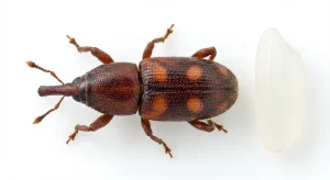 Nahaufnahme eines Reiskäfer (Sitophilus oryzae) – Detailansicht zur Schädlingserkennung