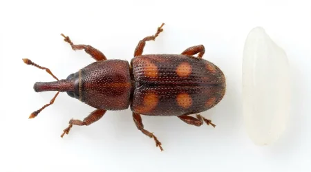 Nahaufnahme eines Reiskäfer (Sitophilus oryzae) – Detailansicht zur Schädlingserkennung