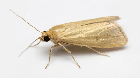 Nahaufnahme eines Reismotte (Corcyra cephalonica) – Detailansicht zur Schädlingserkennung