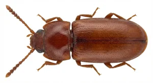 Nahaufnahme eines Rotbrauner Leistenkopfplattkäfer (Cryptolestes ferrugineus) – Detailansicht zur Schädlingserkennung