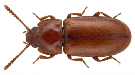 Nahaufnahme eines Rotbrauner Leistenkopfplattkäfer (Cryptolestes ferrugineus) – Detailansicht zur Schädlingserkennung