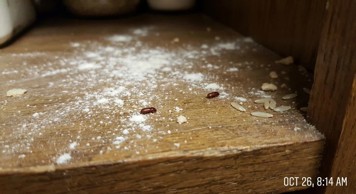 Rotbrauner Reismehlkäfer (Tribolium castaneum) in typischer Umgebung – Befall erkennen und bekämpfen