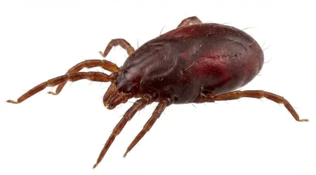 Nahaufnahme eines Rote Vogelmilbe (Dermanyssus gallinae) – Detailansicht zur Schädlingserkennung