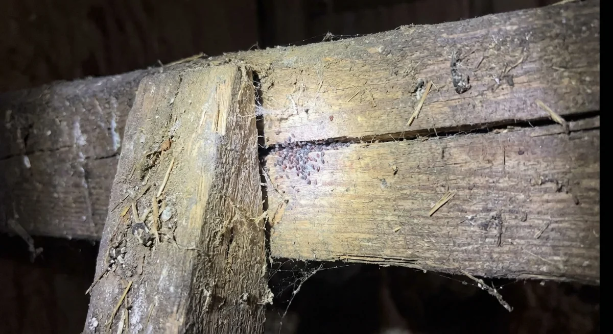 Rote Vogelmilbe (Dermanyssus gallinae) in typischer Umgebung – Befall erkennen und bekämpfen