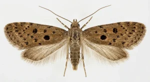 Nahaufnahme eines Samenmotte (Hofmannophila pseudospretella) – Detailansicht zur Schädlingserkennung
