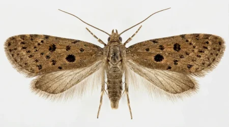 Nahaufnahme eines Samenmotte (Hofmannophila pseudospretella) – Detailansicht zur Schädlingserkennung