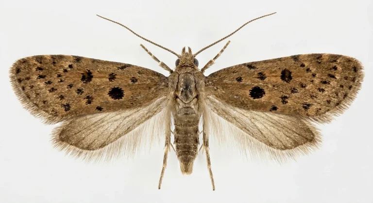 Nahaufnahme eines Samenmotte (Hofmannophila pseudospretella) – Detailansicht zur Schädlingserkennung