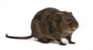 Nahaufnahme eines Schermaus (Arvicola terrestris) – Detailansicht zur Schädlingserkennung