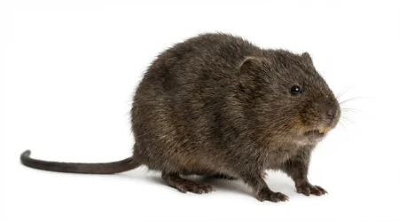 Nahaufnahme eines Schermaus (Arvicola terrestris) – Detailansicht zur Schädlingserkennung