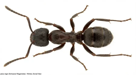 Nahaufnahme eines Schwarze Wegameise (Lasius niger) – Detailansicht zur Schädlingserkennung