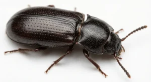 Nahaufnahme eines Schwarzer Getreidenager (Tenebroides mauritanicus) – Detailansicht zur Schädlingserkennung