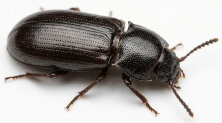 Nahaufnahme eines Schwarzer Getreidenager (Tenebroides mauritanicus) – Detailansicht zur Schädlingserkennung