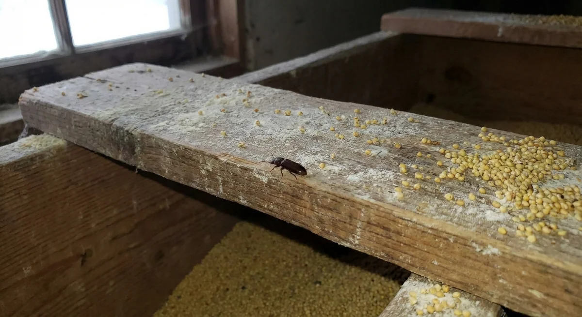 Schwarzer Getreidenager (Tenebroides mauritanicus) in typischer Umgebung – Befall erkennen und bekämpfen