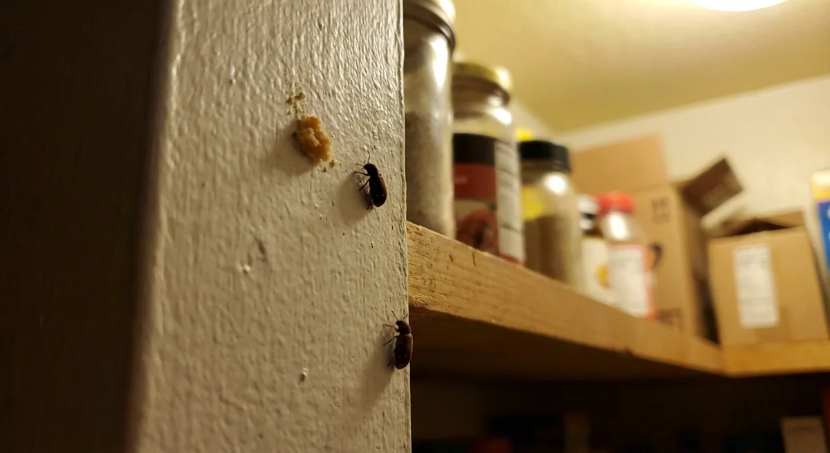 Sechspunkt-Diebskäfer (Ptinus sexpunctatus) in typischer Umgebung – Befall erkennen und bekämpfen