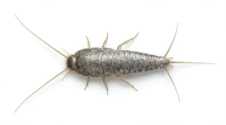 Nahaufnahme eines Silberfischchen (Lepisma saccharina) – Detailansicht zur Schädlingserkennung