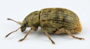 Nahaufnahme eines Speisebohnenkäfer (Acanthoscelides obtectus) – Detailansicht zur Schädlingserkennung