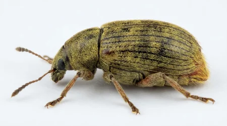 Nahaufnahme eines Speisebohnenkäfer (Acanthoscelides obtectus) – Detailansicht zur Schädlingserkennung