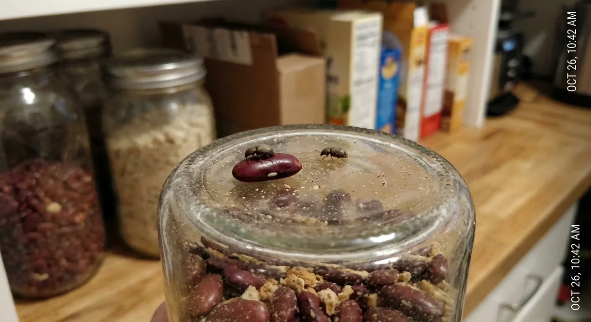 Speisebohnenkäfer (Acanthoscelides obtectus) in typischer Umgebung – Befall erkennen und bekämpfen