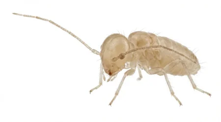 Nahaufnahme eines Staubläuse (Psocodea (v. a. Liposcelididae in Innenräumen)) – Detailansicht zur Schädlingserkennung