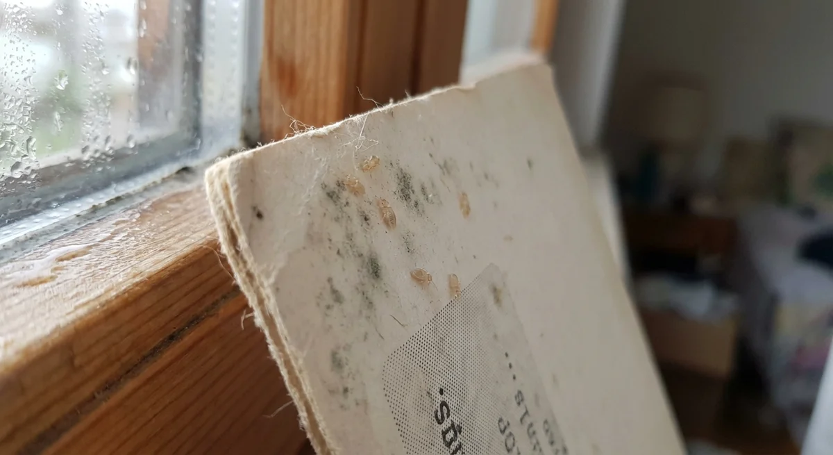 Staubläuse (Psocodea (v. a. Liposcelididae in Innenräumen)) in typischer Umgebung – Befall erkennen und bekämpfen