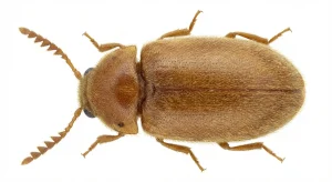 Nahaufnahme eines Tabakkäfer (Lasioderma serricorne) – Detailansicht zur Schädlingserkennung